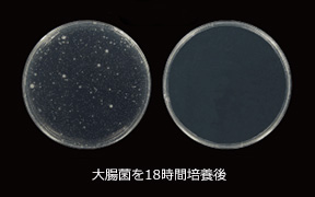 大腸菌を18時間培養後