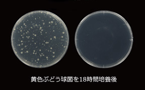 黄色ぶどう球菌を18時間培養後